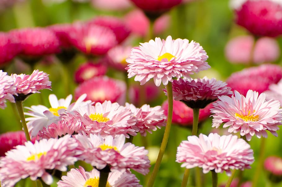 flower, summer, spring, gardening, macro, object, background HD wallpaper