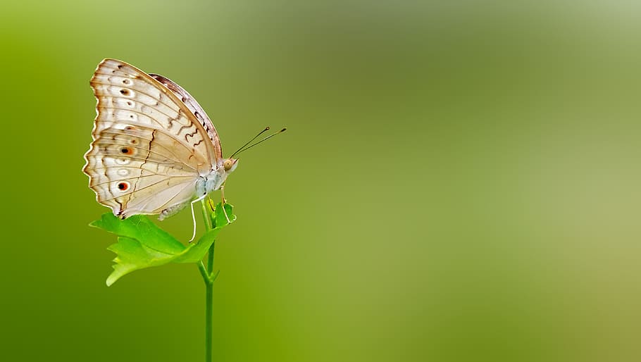 white peacock butterfly on green leaf plant, matting, macro, macro photography
