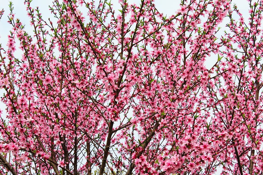 spring, plant, tree, peach blossom, pink Color, nature, flower HD wallpaper