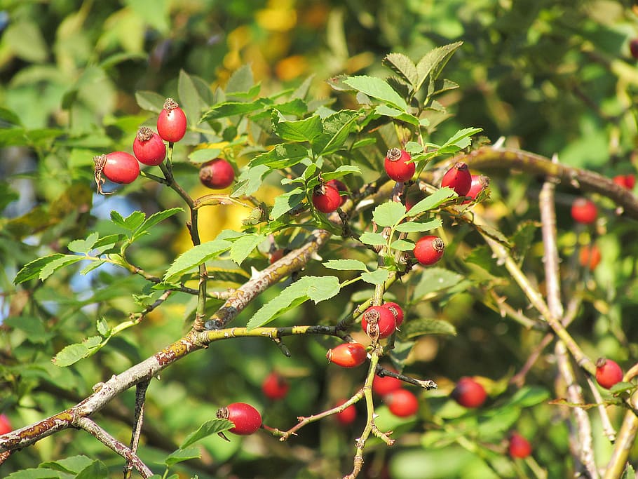 Rose Hip, Berries, Bush, Fruits, red, growth, food and drink, HD wallpaper