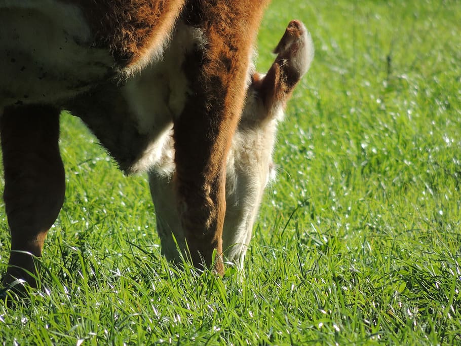 grazing, pastejando, pastejar, bit, pasture, boi, cattle, animal themes HD wallpaper