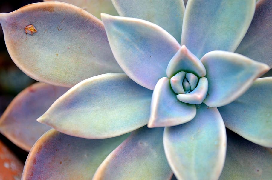 closeup photo of succulent plant, star, green, close-up, no people, HD wallpaper