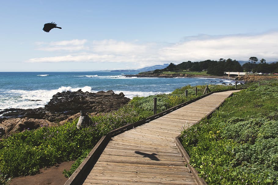 bay, beach, bird, boardwalk, clouds, daylight, greens, landscape HD wallpaper