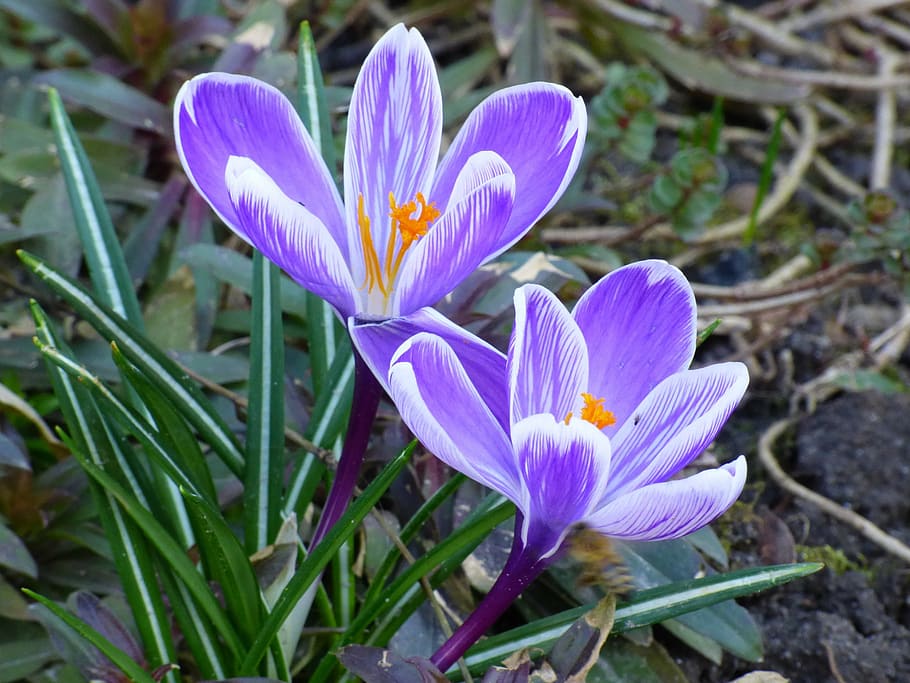 flowers, spring, plant, flowering plant, fragility, vulnerability HD wallpaper