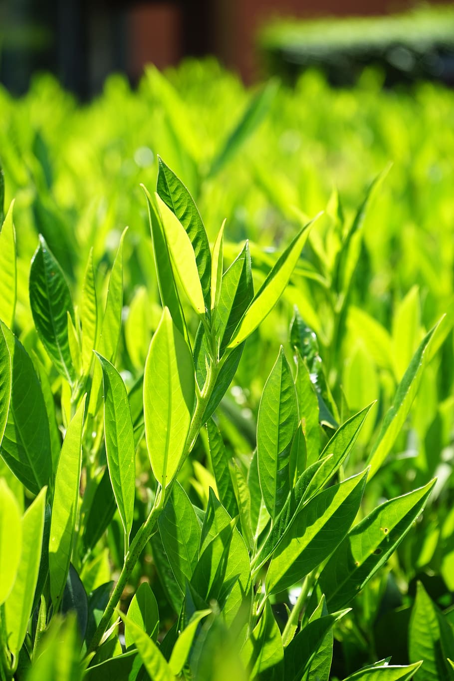 Leaves, Green, Back Light, light green, shades of green, bright HD wallpaper