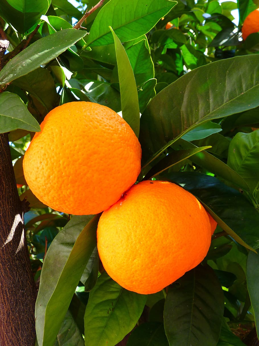 two orange fruits, oranges, tree, leaves, green, leaf, plant part HD wallpaper