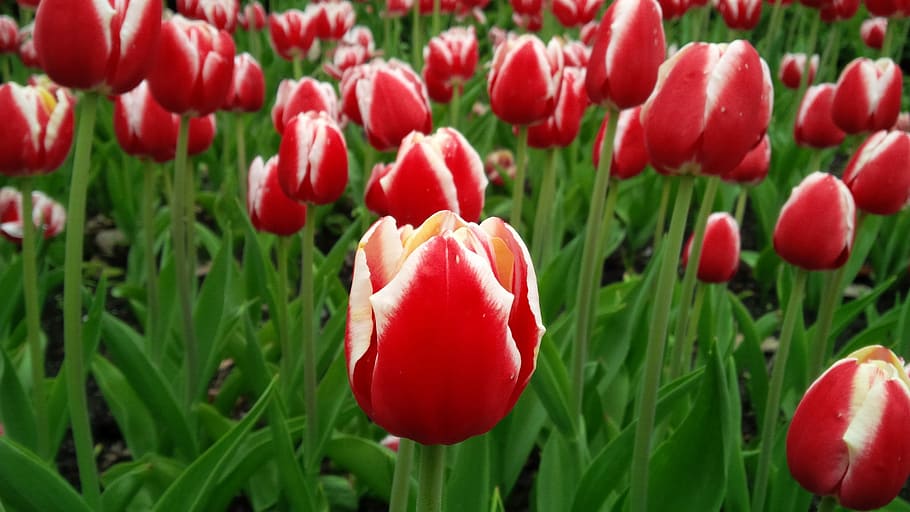 Tulip, Flower, Spring, Blooming, Floral, nature, garden, springtime HD wallpaper