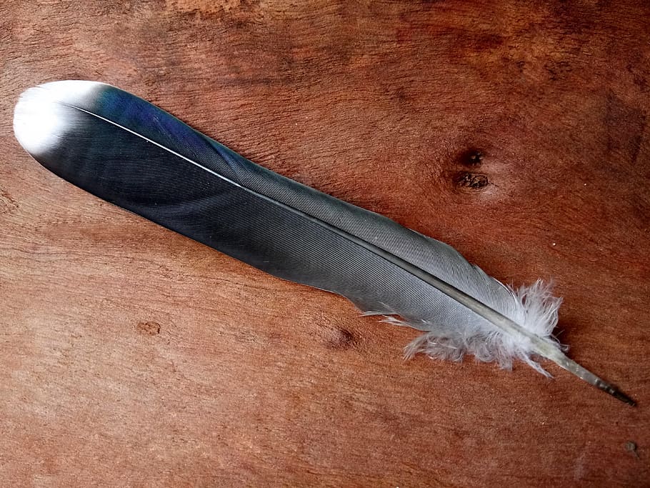 tree bark, bird feather, shimmer, blue, nature, fauna, australia HD wallpaper