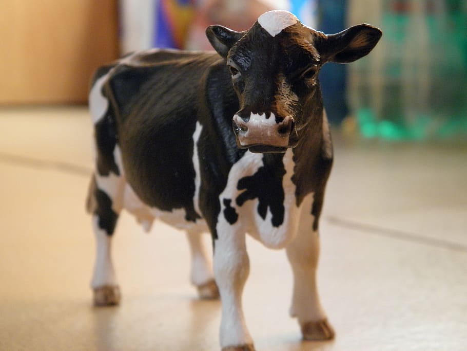 cow, cows, funny, figure, animal, domestic animals, mammal HD wallpaper