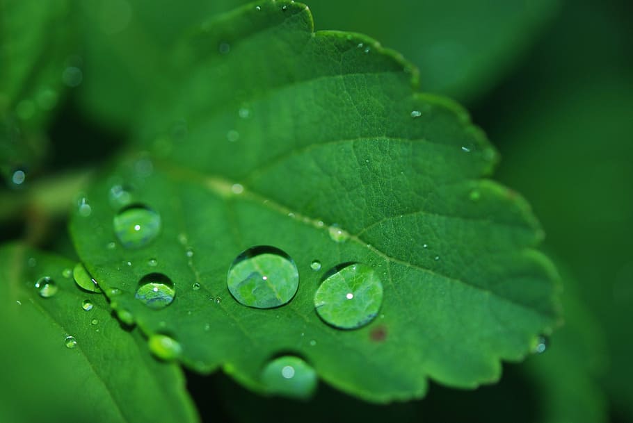 close-up, dew, green, leaf, macro, nature, waterdrops, green Color HD wallpaper