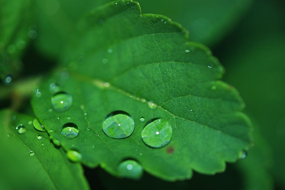 macro shot of a dew on green leaf, droplet, water, drops, nature HD wallpaper