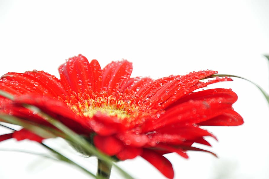 flower, red, dewdrop, white, macro, wet, drop of water, close HD wallpaper