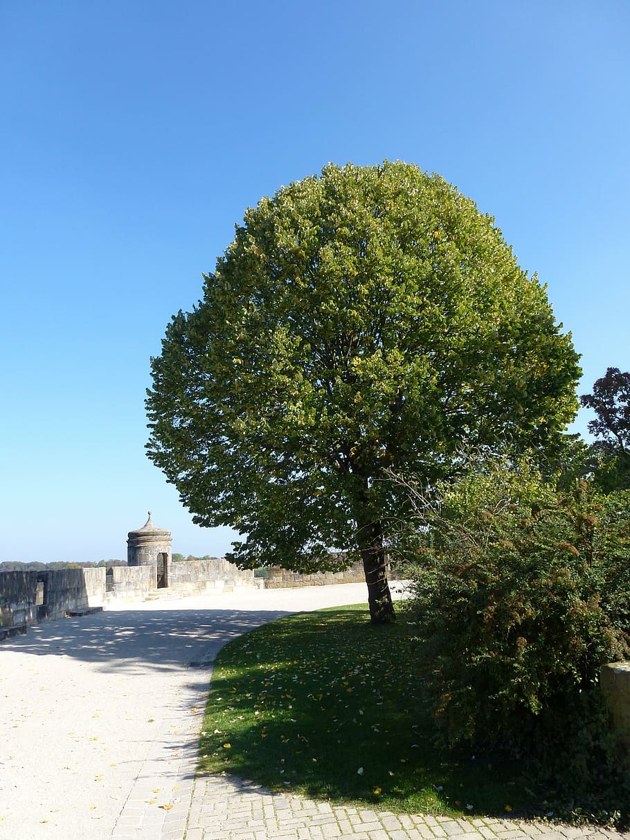 tree, large, green, summer, castle, mitwitz, moated castle HD wallpaper