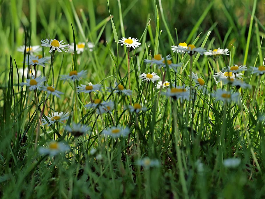 plant, nature, live, flower, flowering plant, green color, growth HD wallpaper