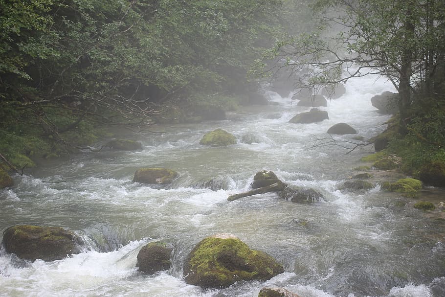 water, haze, river, tree, beauty in nature, forest, plant, scenics - nature HD wallpaper