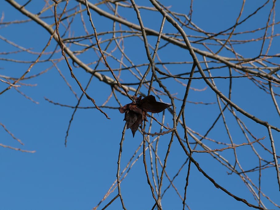 branch, winter, foliage, blue, sky, butterfly, nature, animals in the wild HD wallpaper
