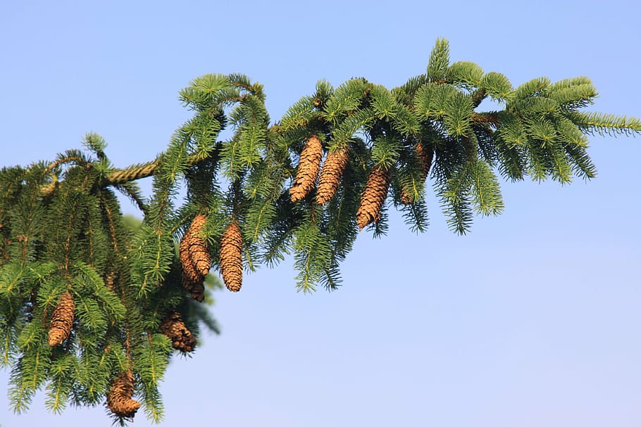 norway spruce, spruce needle, spruce cone, picea abies, spruce branch, HD wallpaper