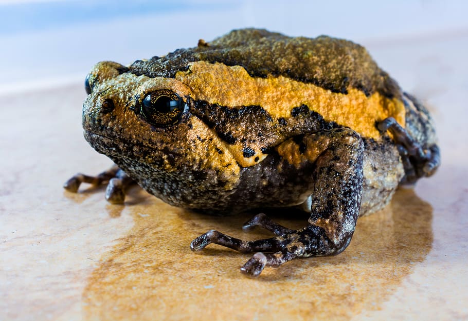 toad, anuran, frog, amphibians, one animal, animal wildlife HD wallpaper