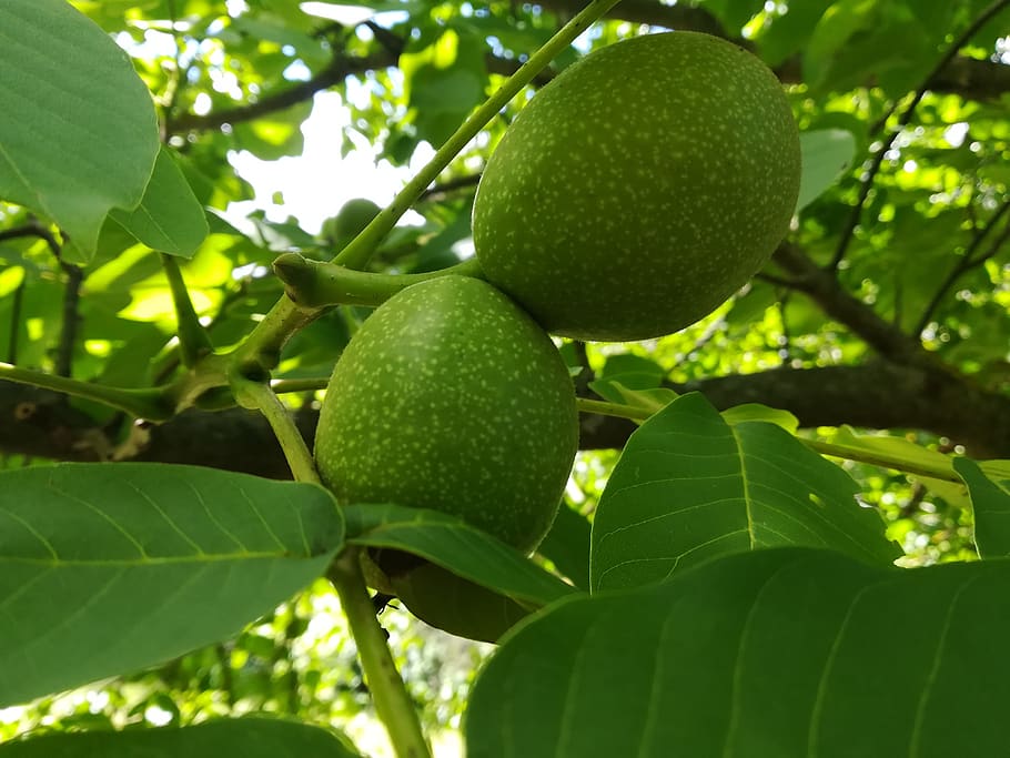 walnut, tree, nature, foliage, trees, leaf, plant part, green color HD wallpaper