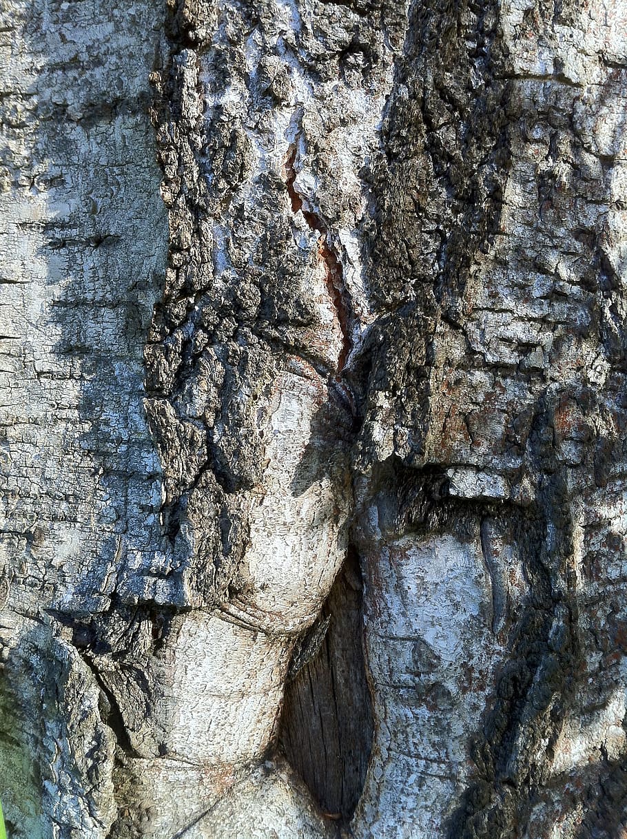birch, bark, tribe, birch bark, log, white, black, grey, rau HD wallpaper