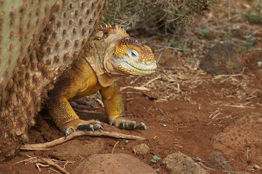 iguana, cactus, galapagos, ecuador, travel, nature, animal HD wallpaper
