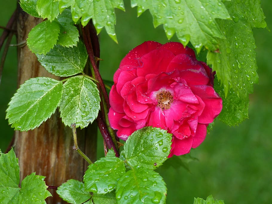 ros, red, leaf, climbing rose, pole, garden, summer, plant HD wallpaper