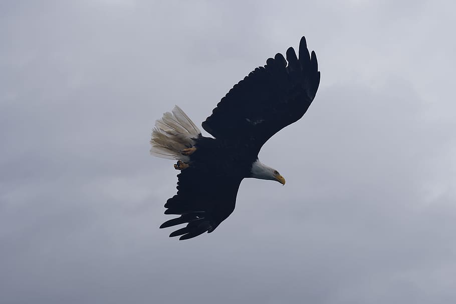 bald, eagle, bird, animal wildlife, animals in the wild, flying HD wallpaper