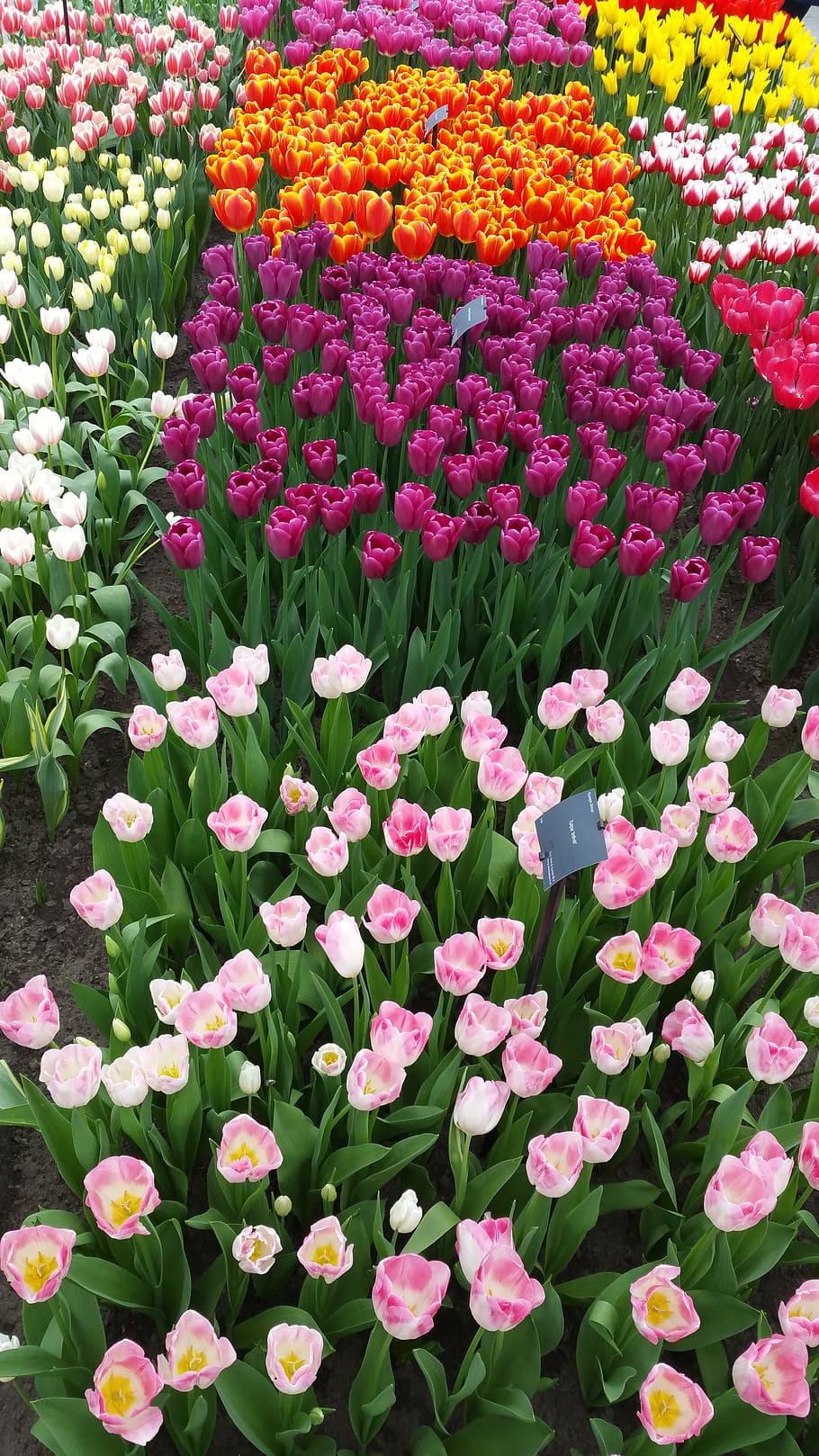 flower, tulips, nature, spring, flowers, bloom, plant, flowering plant HD wallpaper