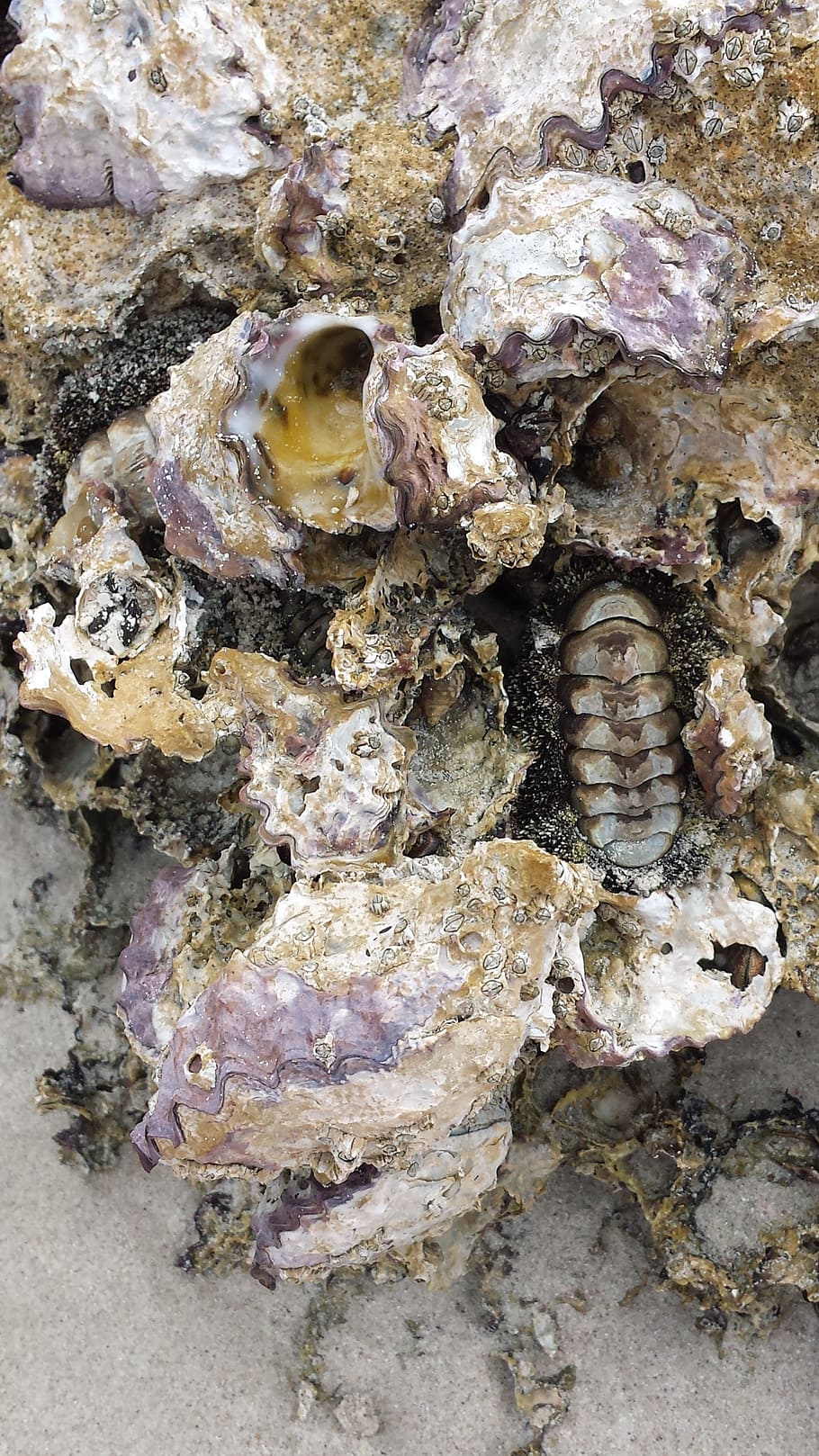 fossil, rock, prehistoric, ancient, paleontology, mineral, geology HD wallpaper