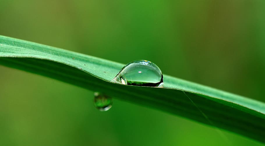 HD wallpaper: water, drop, grass, rain, nature, wet, fall, plant ...