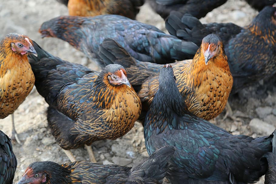 flock of black and brown chicken standing on rocks, winged HD wallpaper