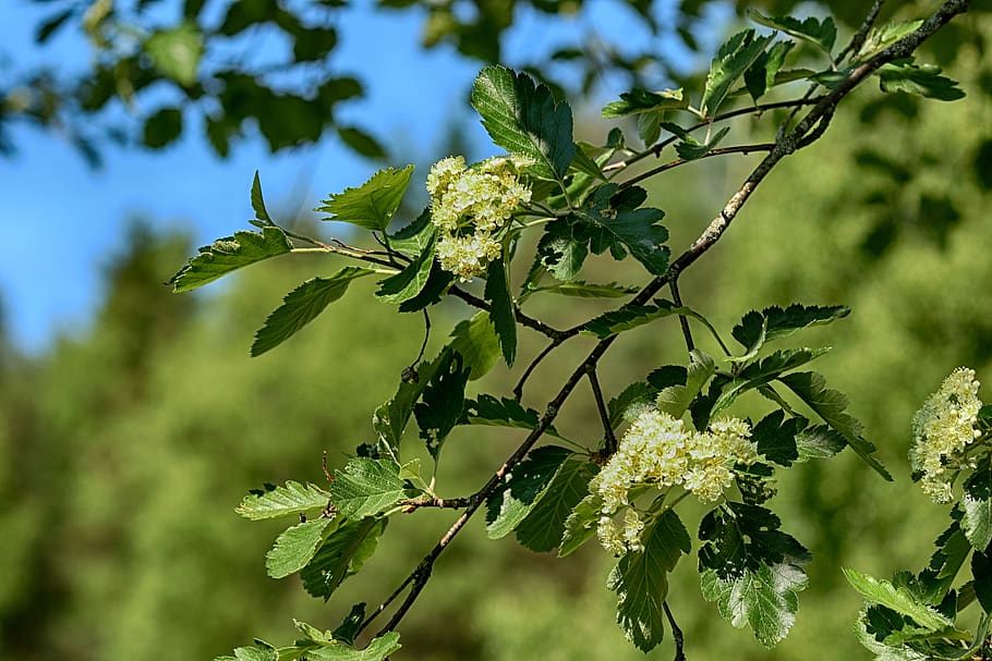 tree, nature, wood, leaf, flower, spring, plant, growth, green color HD wallpaper