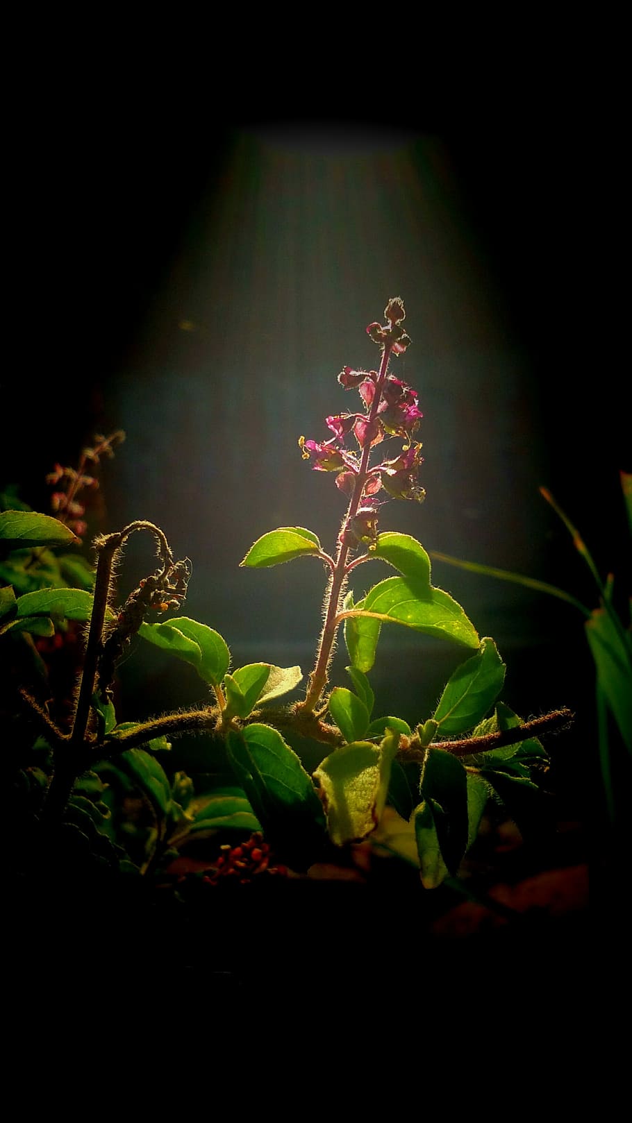 flora, leaf, flower, nature, garden, tree, light, growth, beautiful HD wallpaper