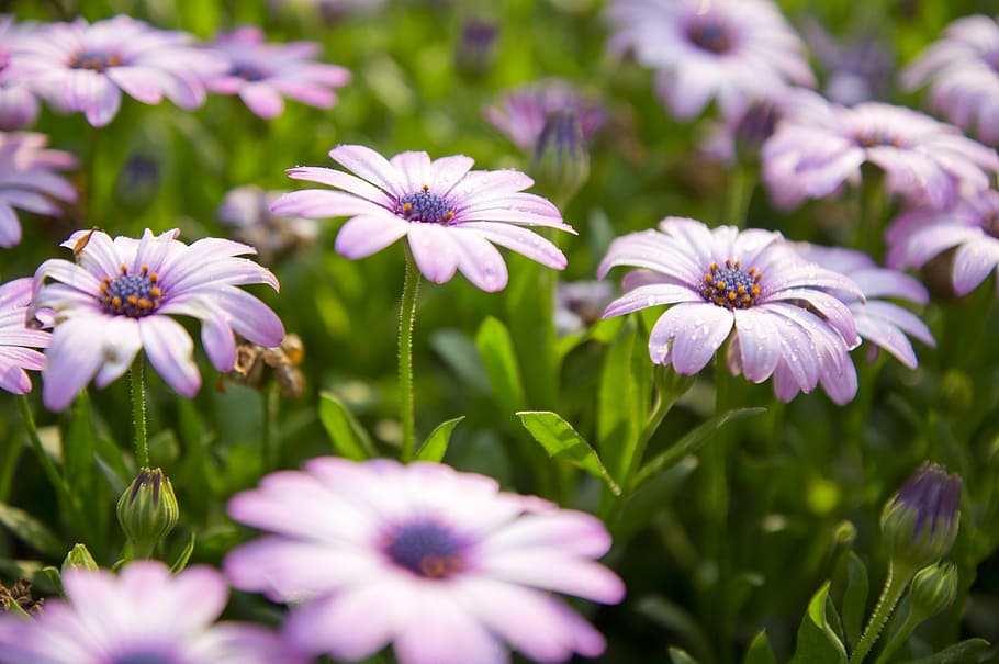grass, flower, plant, environment, flowering plant, freshness HD wallpaper