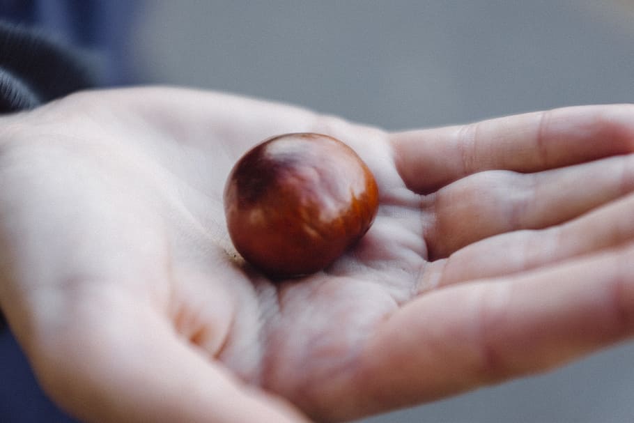 Chestnut on a palm, nature, other, human Hand, holding, close-up HD wallpaper