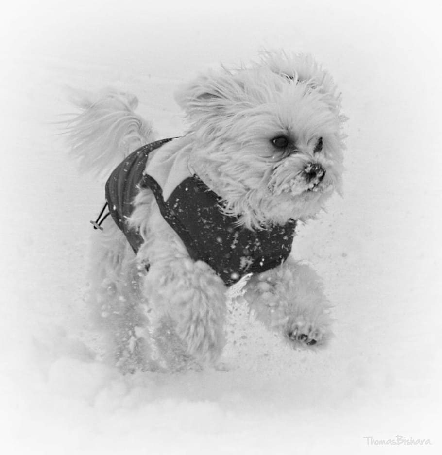 dog, snow, running, cold, white, winter, cute, puppy, pets HD wallpaper