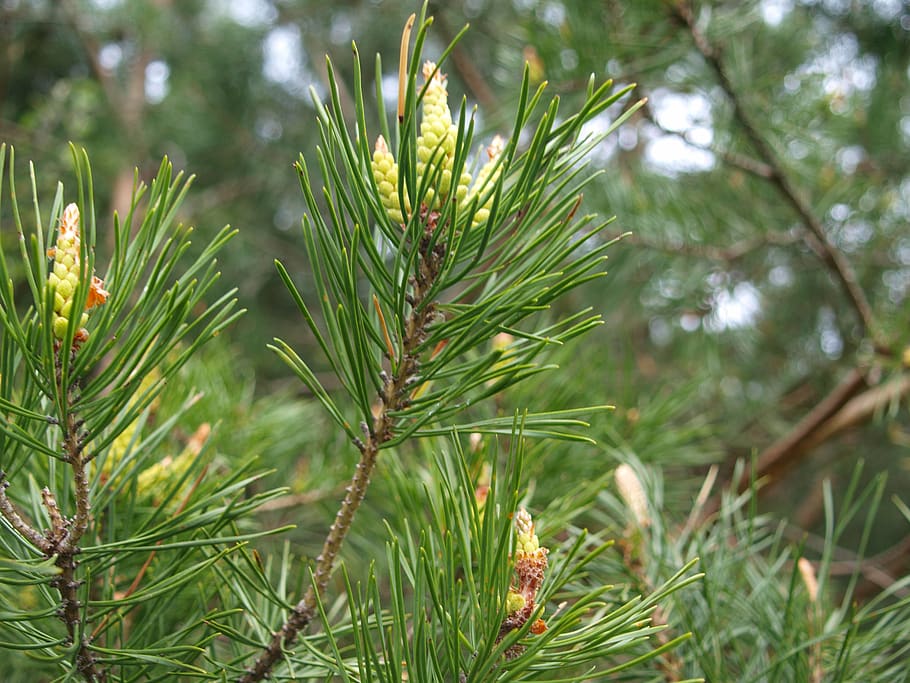 pine, shoots, spring, plant, pine tree, coniferous tree, pinaceae HD wallpaper