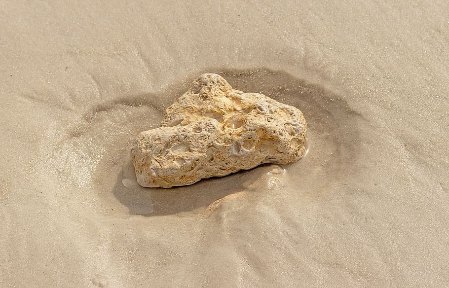 Stone, Beach, Sea, Sand, Rocks, one animal, no people, animal themes HD wallpaper