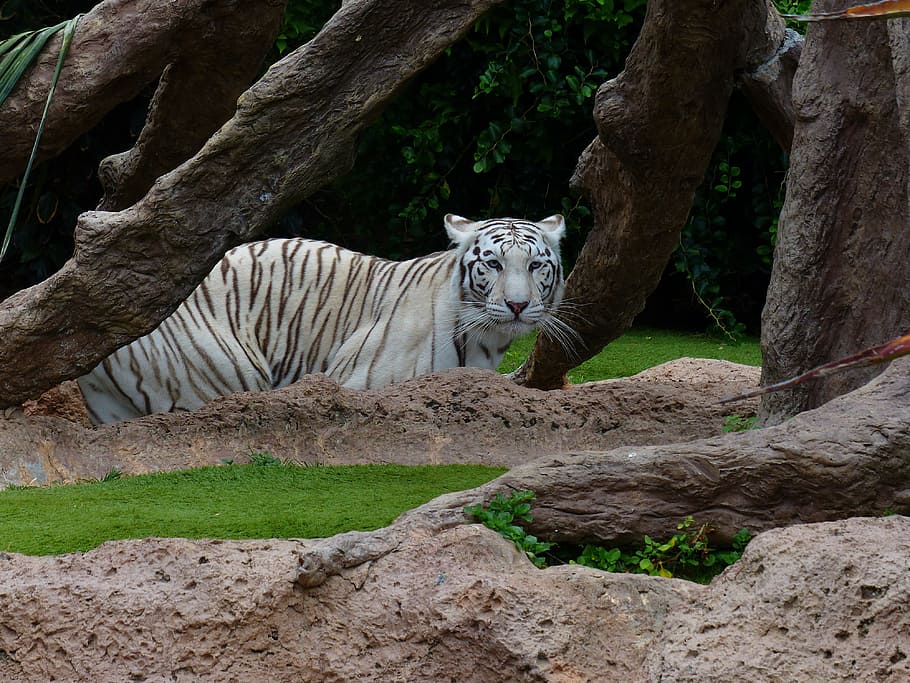 Panthera tigris 1080P, 2K, 4K, 5K HD wallpapers free download ...