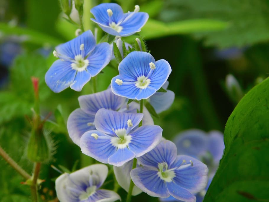 nature, flowers, spring, green, plant, grass, floral, natural HD wallpaper