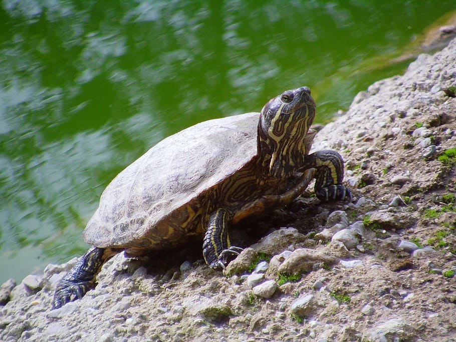 Turtle, Zoo, Water, Creature, water creature, one animal, animal wildlife HD wallpaper
