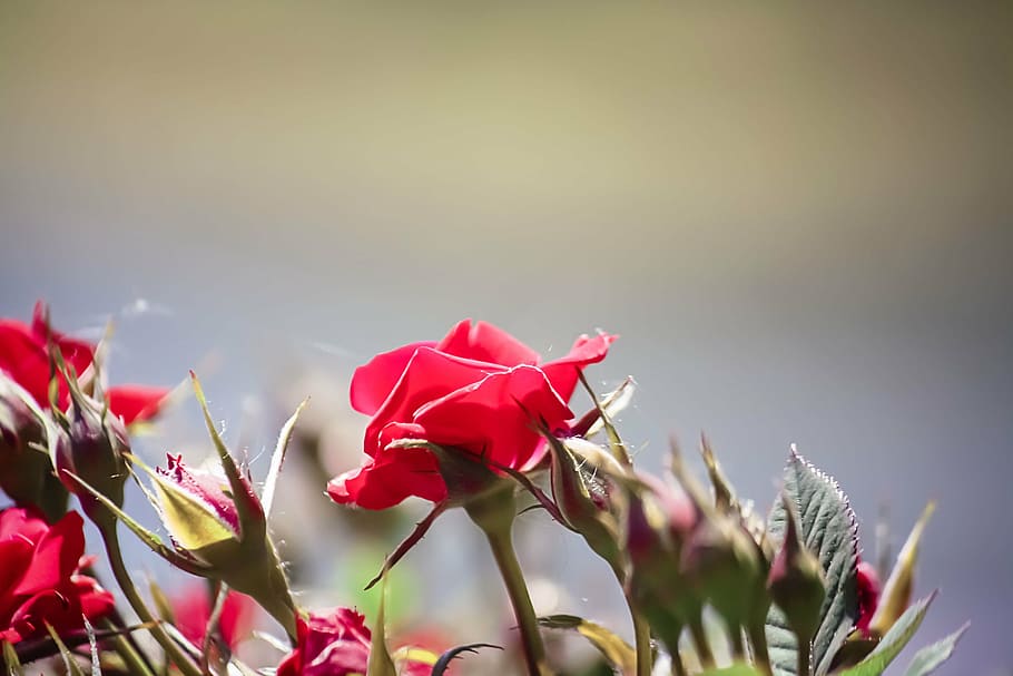 roses, red, flower, beautiful, nature, floral, flowering plant HD wallpaper