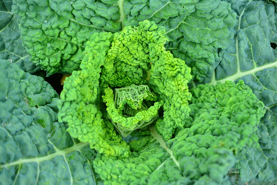 top view photo of green bok choy, Savoy Cabbage, Kohl, Vegetables