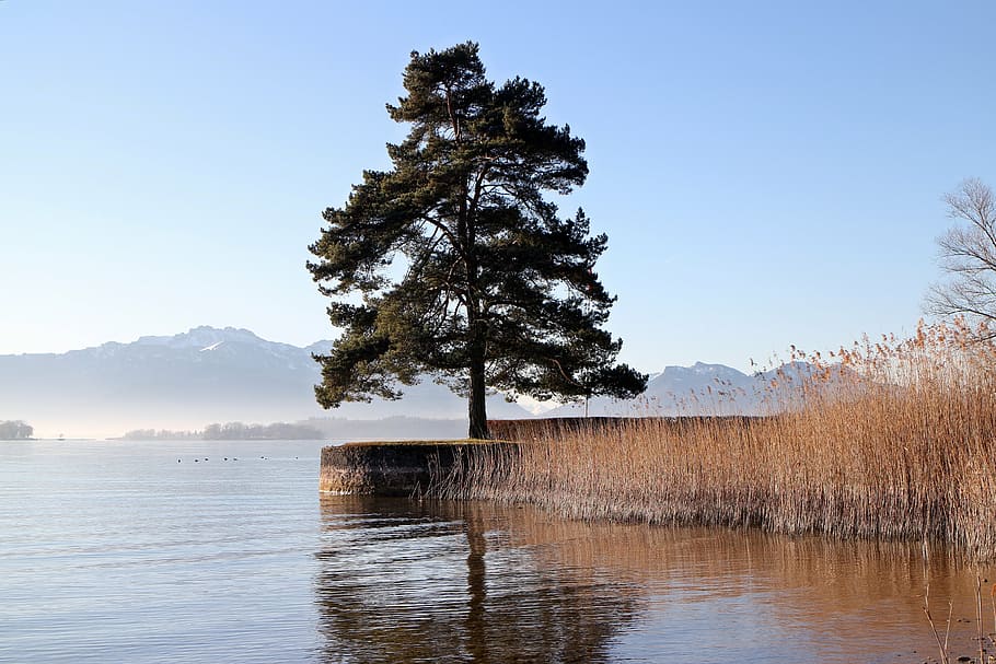 tree, bank, seawall, kai, water, lake, reed, mood, nature, landscape HD wallpaper