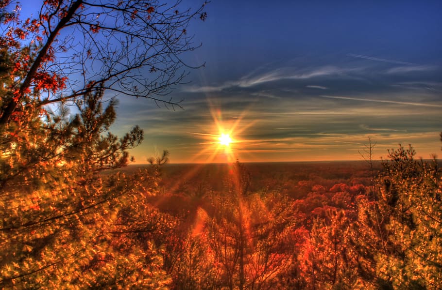 aerial photo of trees during sunset, afternoon, forest, landscape HD wallpaper