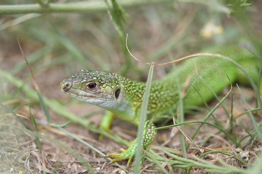 lizard, green, reptile, animal, animal themes, one animal, animal wildlife HD wallpaper