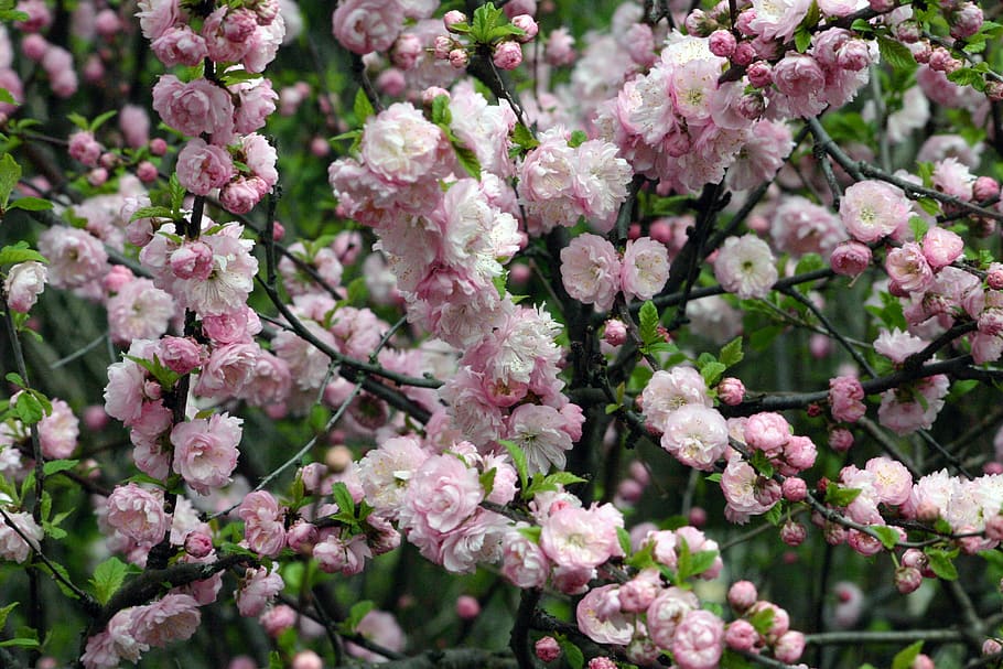 flower, shrub, spring, wedding, pinks, round, early, blossom HD wallpaper