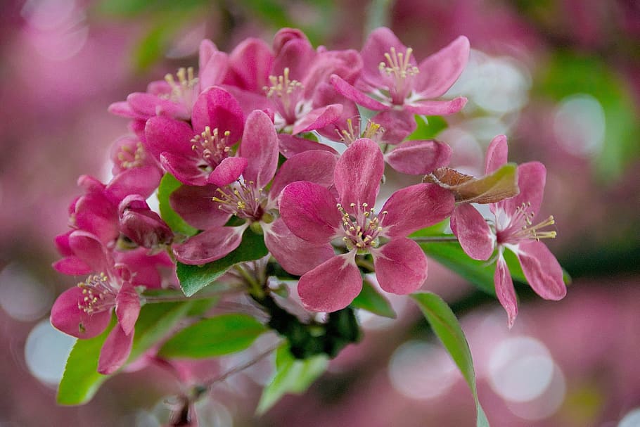 flower, spring, nature, garden, the delicacy, macro, sad, apple HD wallpaper