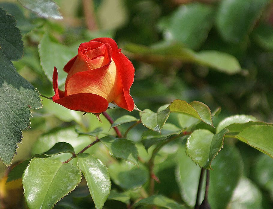 red rose bloom, Rose, Red, Red, Sun, Sunny, Live, Tea, Bush HD wallpaper