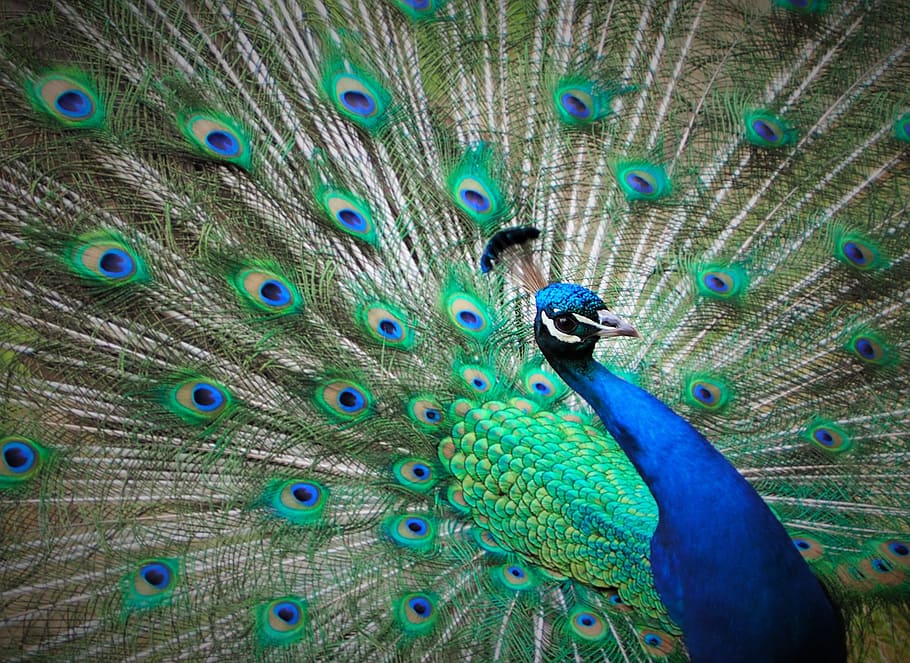 peacock digital wallpaper, blue, feathers, green, bird, animal HD wallpaper